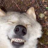 teef