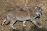 FatWolf