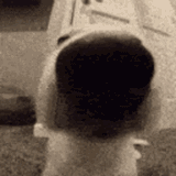 nose-fur