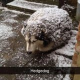 hedgedog