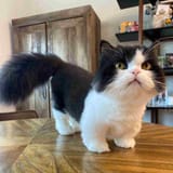 what-do-you-know-about-munchkin-cats-v0-vz5ditzu5vdc1