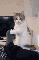 cat-poor