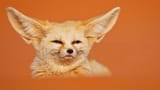 foxy