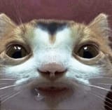 cat-meme-drool-cat