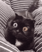 cat-big-eyes
