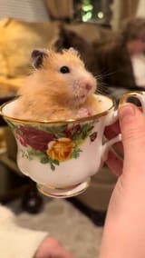 teacup hamster