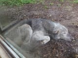 sleepmaxxer
