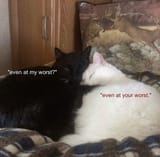 GGFov3OWgAAySrs