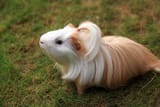 sheltie-guinea-pig-baby-1902042532