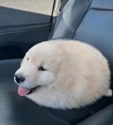 GhPlrAeWAAAMysj