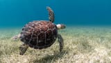 green-sea-turtle-puerto-rico-two-column.jpg.thumb.620.620