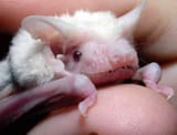 Albino-micro-bat-007