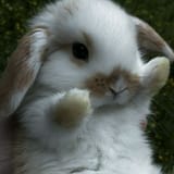 RabbitEveryHour-1712498380172042748-img1 bun cute