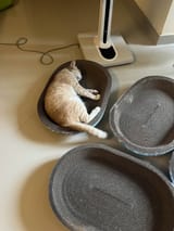 kopi