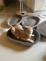 kopi
