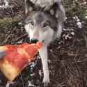 pizza-wolf_thumb.jpg