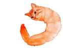 cat-meme_thumb.jpg