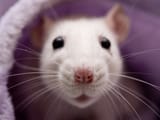 Lilfella
