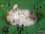 hamstergif