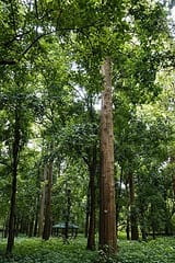 Nilambur_Teak_Plantation_0666
