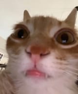meow-irl-v0-21ed7asdcxba1