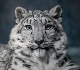 GVS8_KoWIAARAse