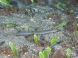 Ariosoma_balearicum_343467558