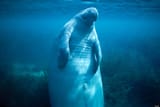 o-MANATEE-900-312542887