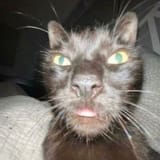 druk cat