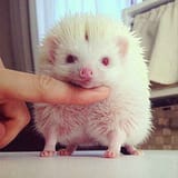8955a71079b6edb4e682eb5d761e4076--albino-hedgehog-hedgehog-pet