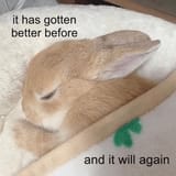 rabbit-has-gotten-better-before-and-will-again