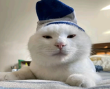 catsock