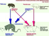 rat