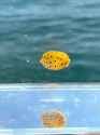 boxfish_thumb.jpg