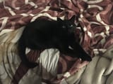 content_cat