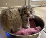 attachment-Pallass-cat-kitten-2
