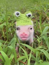 PigInFrogHat