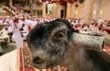 Damascus-Goats-Shami-Blunt-Features