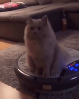 cat-bounce-roomba