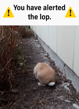 lop