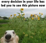Gj7TL5nXQAAekEq