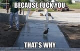 duck (2)