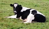 cow 124