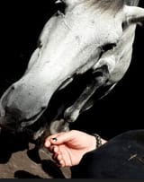 let me see your hoof boah
