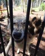 gay wolfie jail