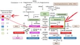 aromatase converts estrogen into testosterone