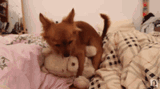 dog-doggo