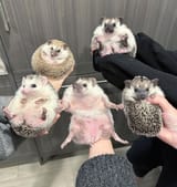 GGEQgeWb0AAOQkY