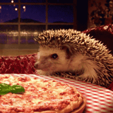 hedgehogute