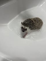 Bath_hater